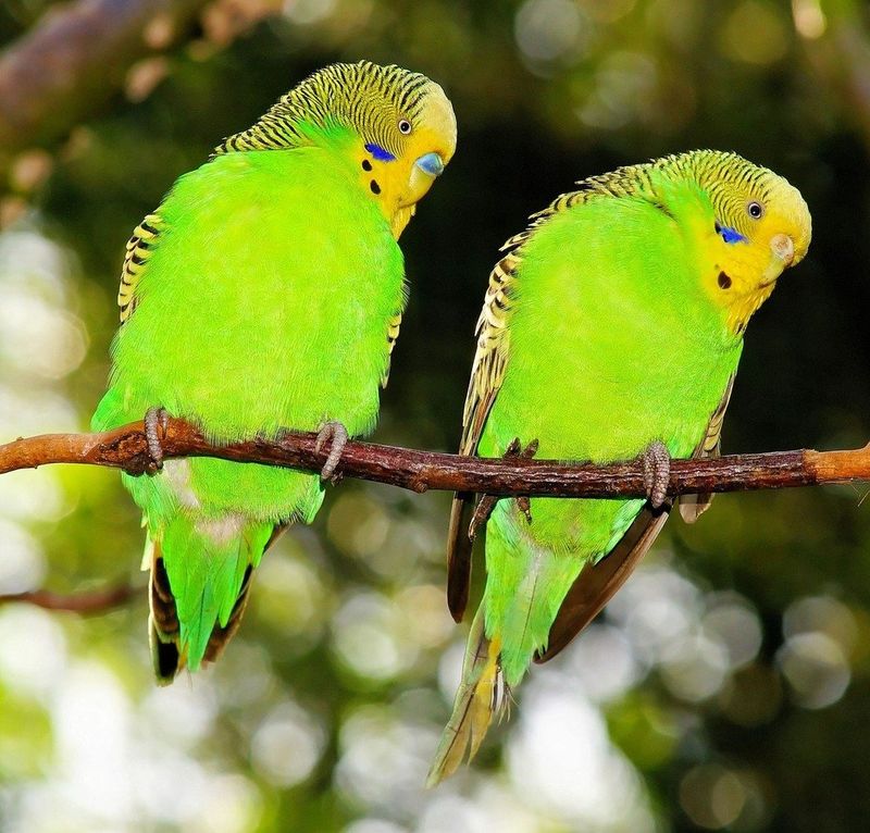 Parakeets