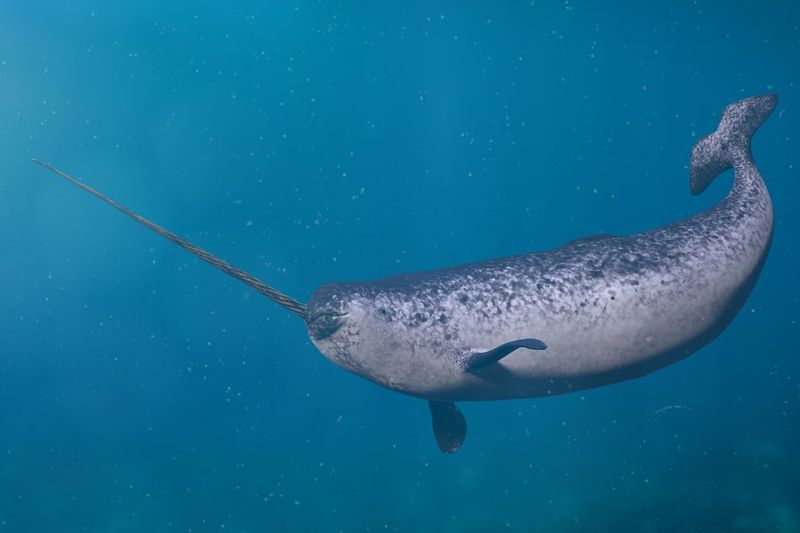 Narwhal