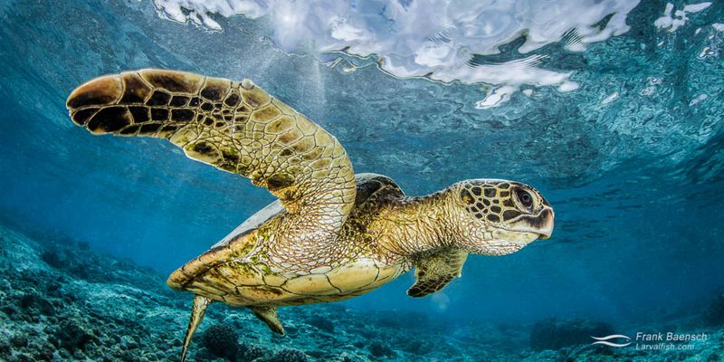 Green Sea Turtle