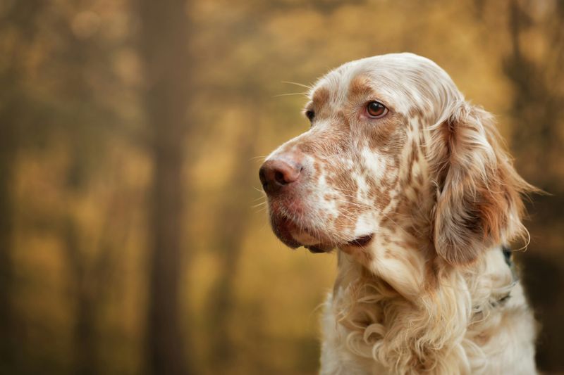 Italian Setter
