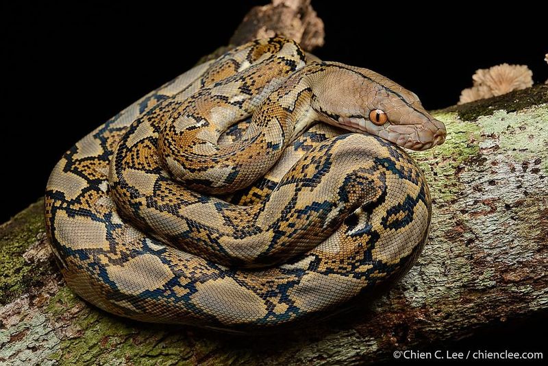 Reticulated Python