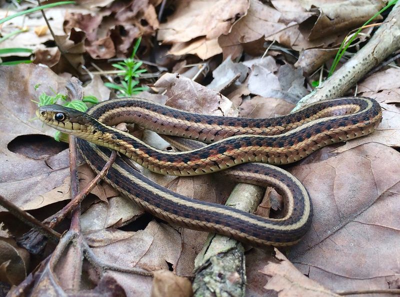 Garter Snake