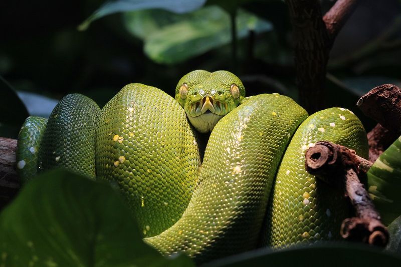 Green Tree Python