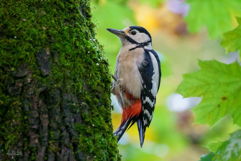 Great Spotted Woodpecker