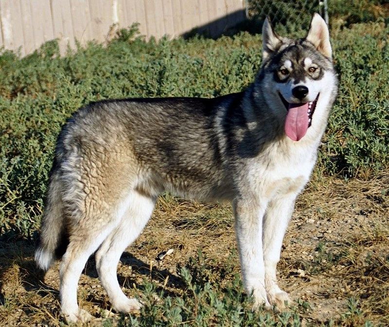 Kugsha (American Husky)