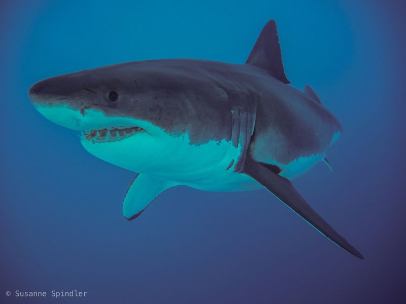 Great White Shark (Carcharodon carcharias)