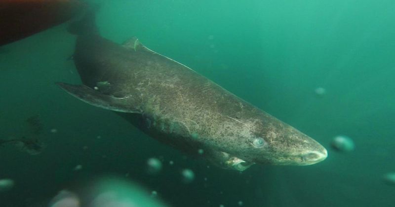 Greenland Shark
