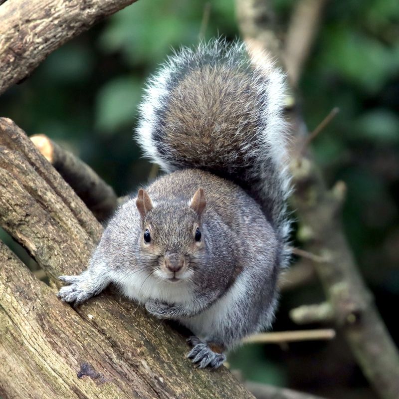 Grey Squirrel