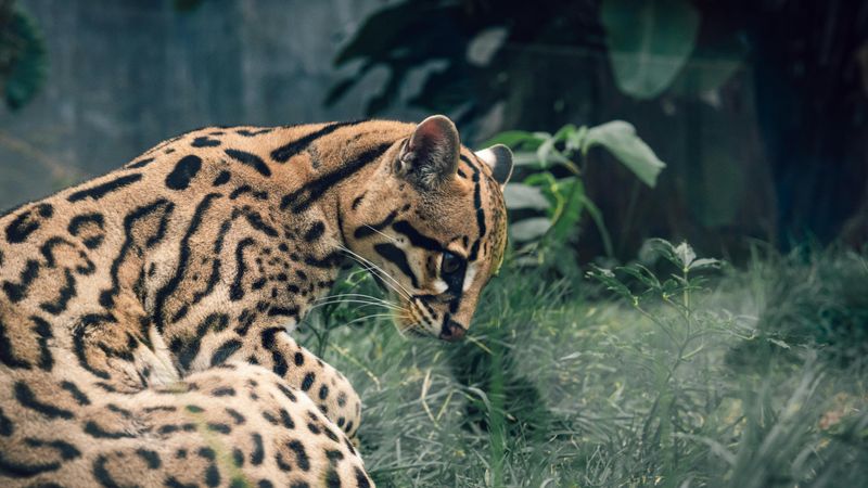 Ocelot