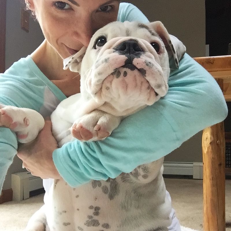 Bulldog