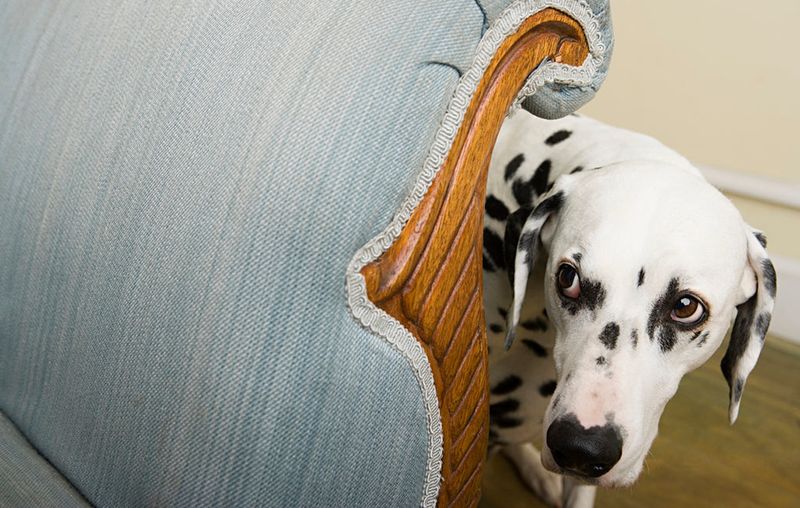 Dalmatian