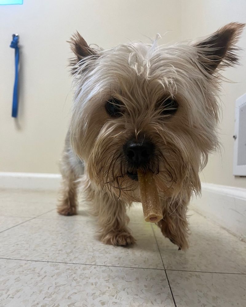 Westkie (West Highland White Terrier & Yorkie)