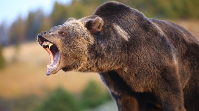 Grizzly Bear