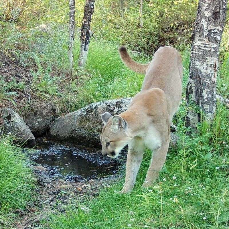 Mountain Lion