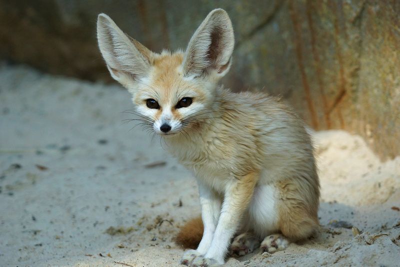 Fennec Fox
