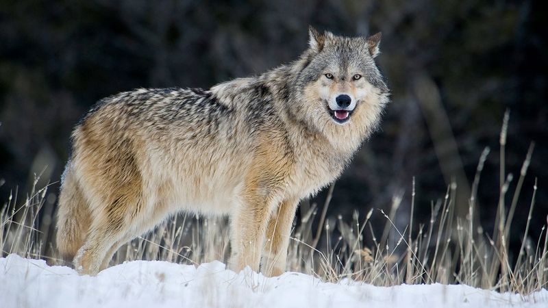 Grey Wolf