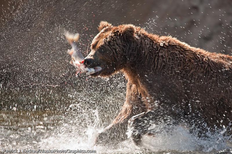 Coastal Brown Bear, Katmai