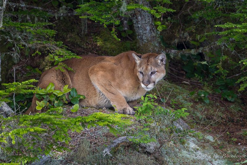 Cougars