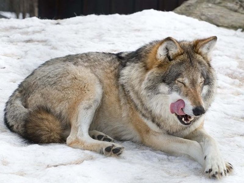 Wolfdog