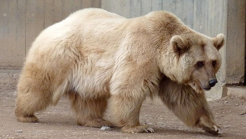 Grolar Bear