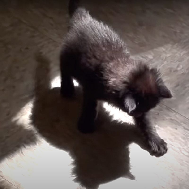 Chasing Sunbeams