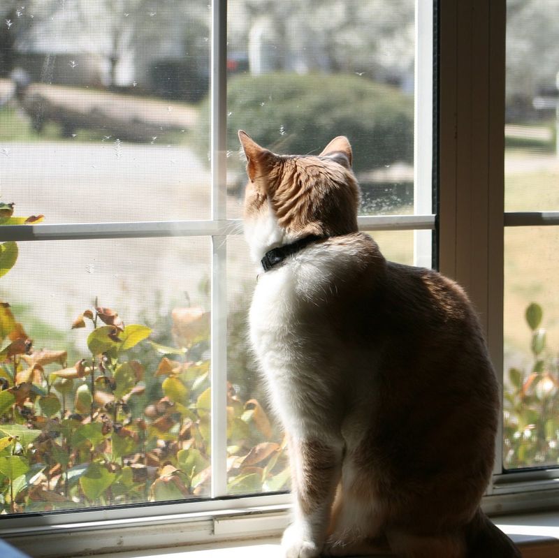 Window Watchers