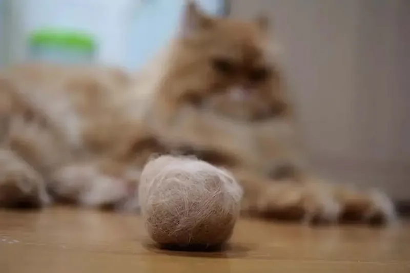 Grooming and Hairball Formation