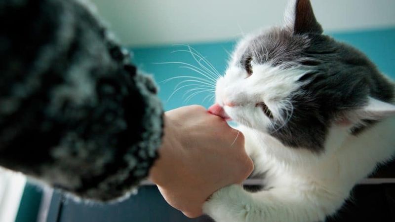 Grooming's Role in Scent Marking
