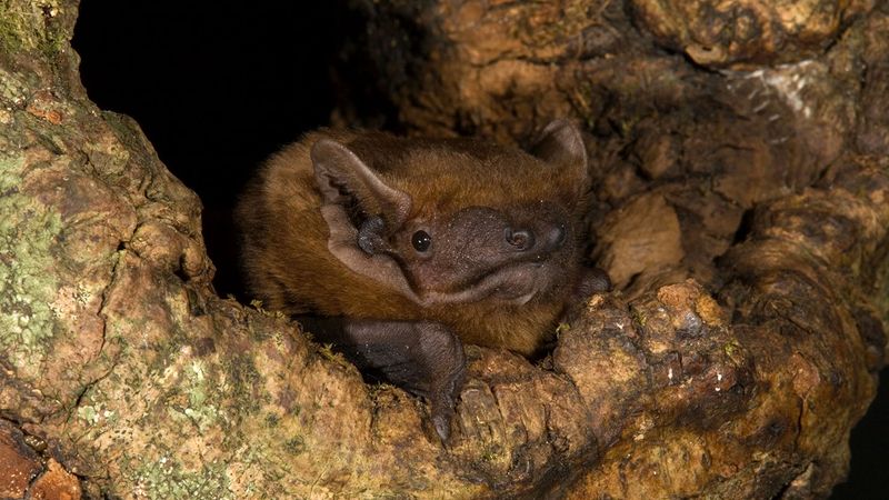 Bat
