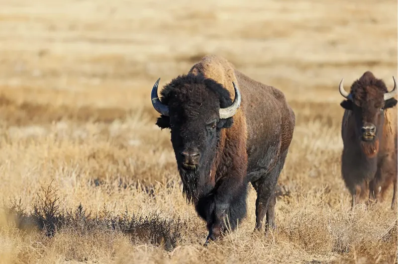 American Bison