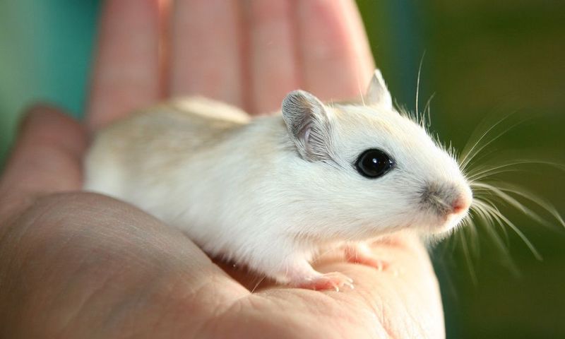 Gerbil