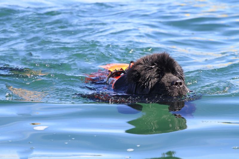 Newfoundland Dog