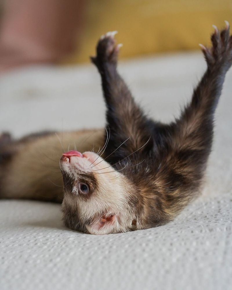 Ferret War Dance