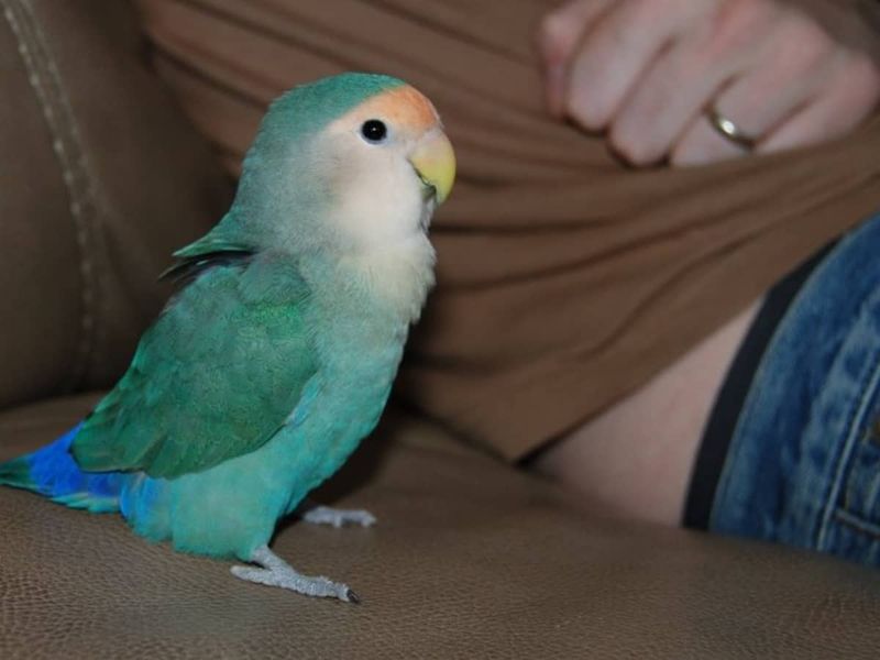 Lovebird