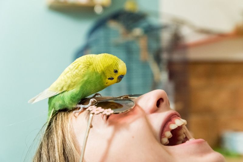Parrots