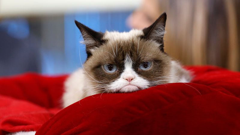 Grumpy Cat