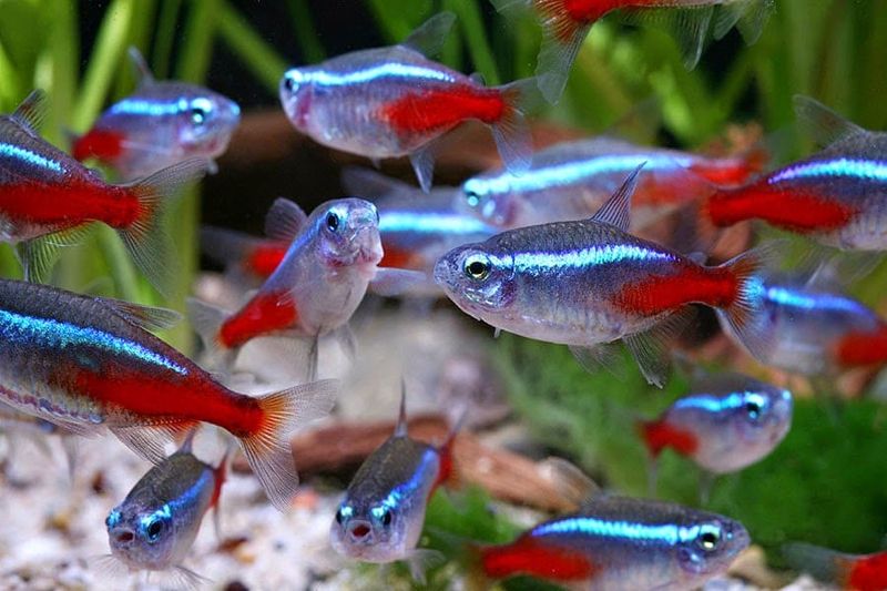 Neon Tetras