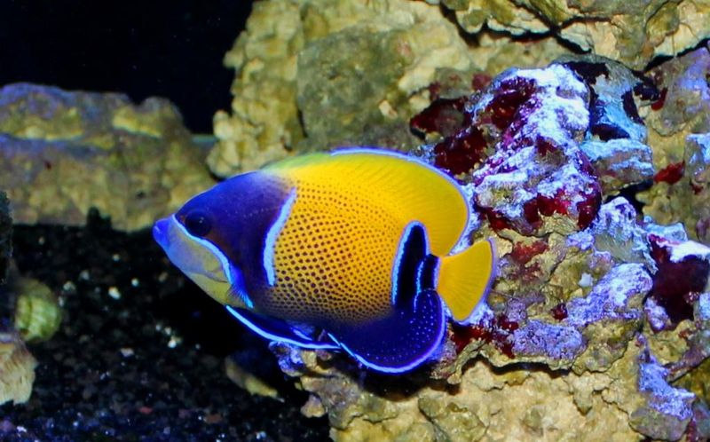 Angelfish