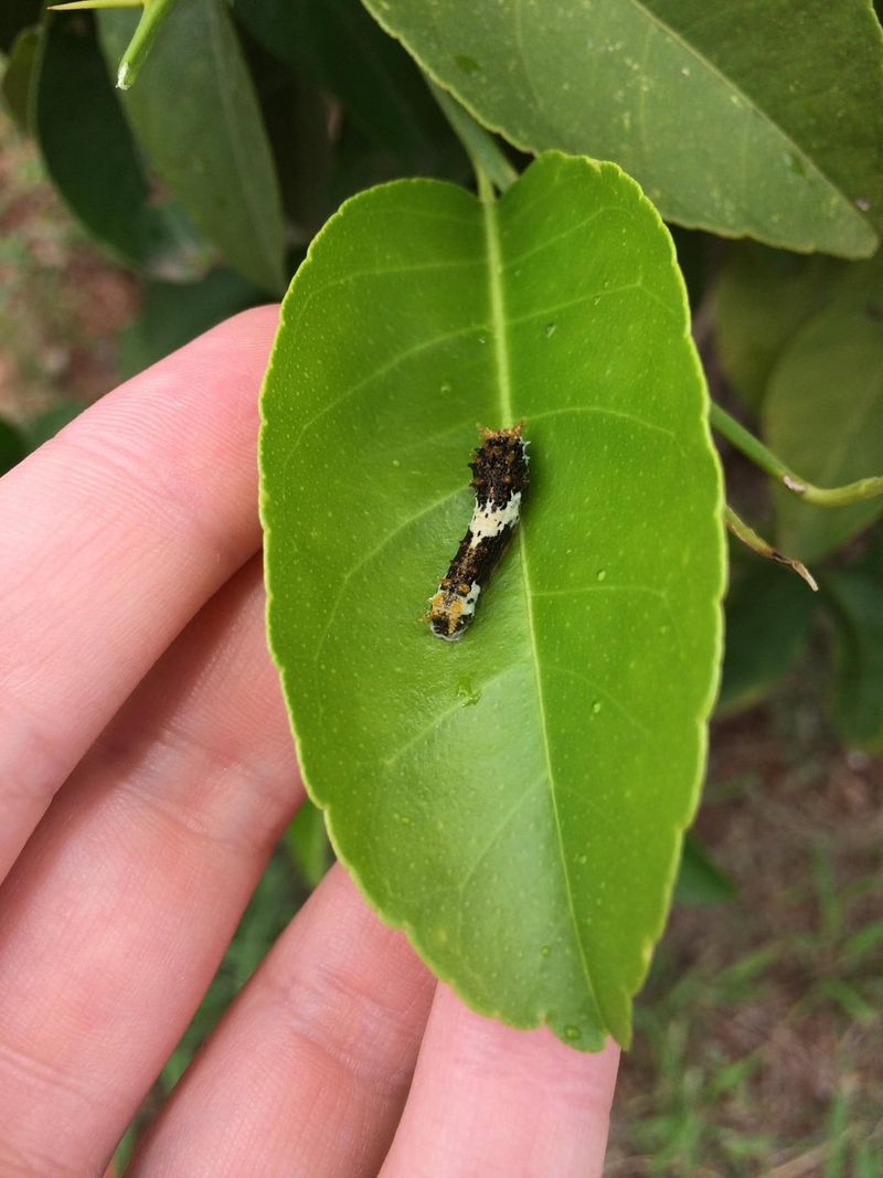 Citrus Swallowtail (Destructive)