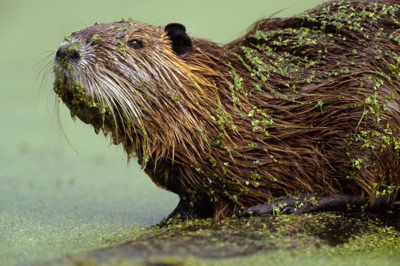 Nutria