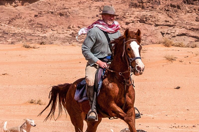 Arabian Horse