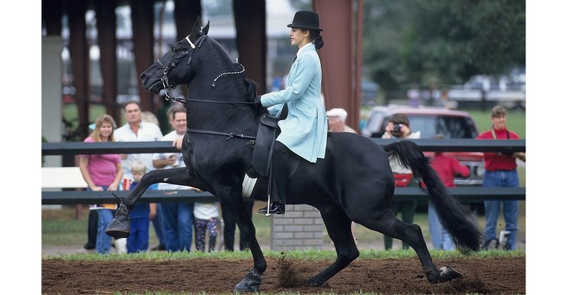 Tennessee Walking Horse