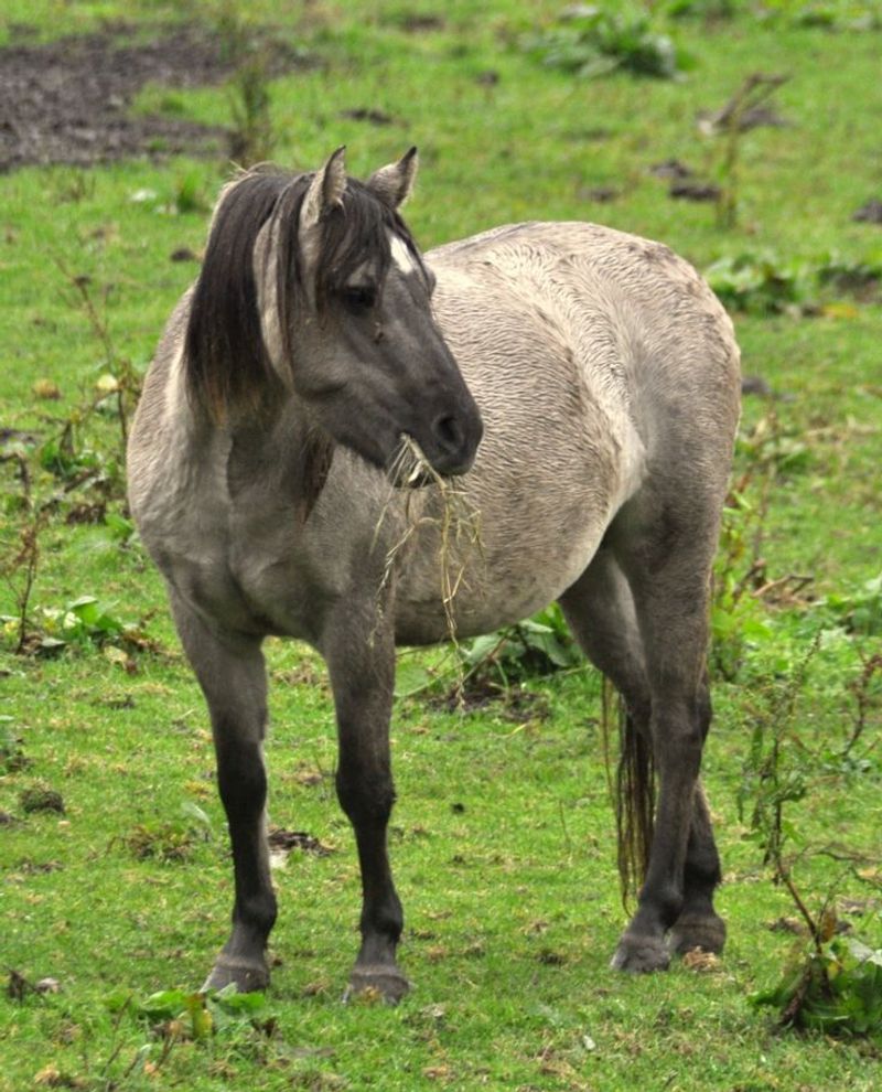 Heck Horse