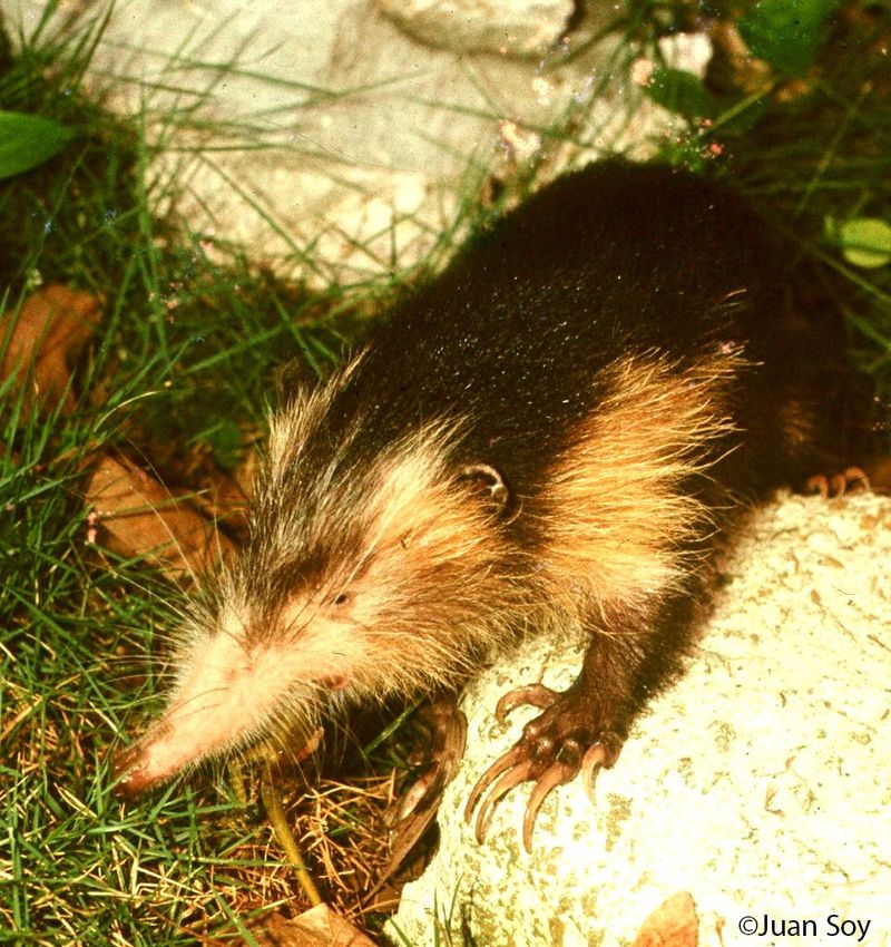 Cuban Solenodon