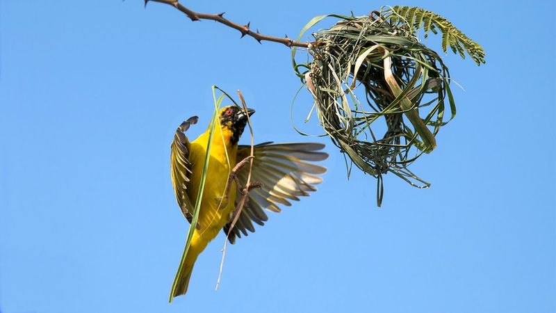 Nesting Behavior