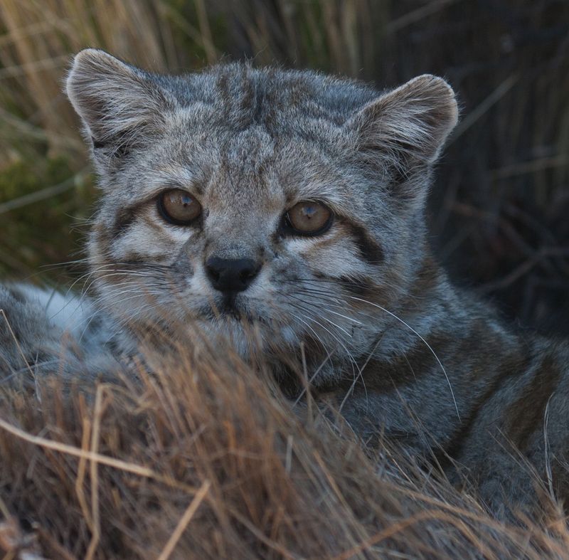 Conservation Efforts