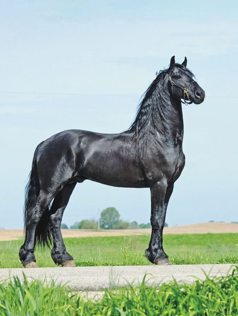 Friesian Horse