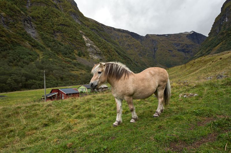 Fjord Horse