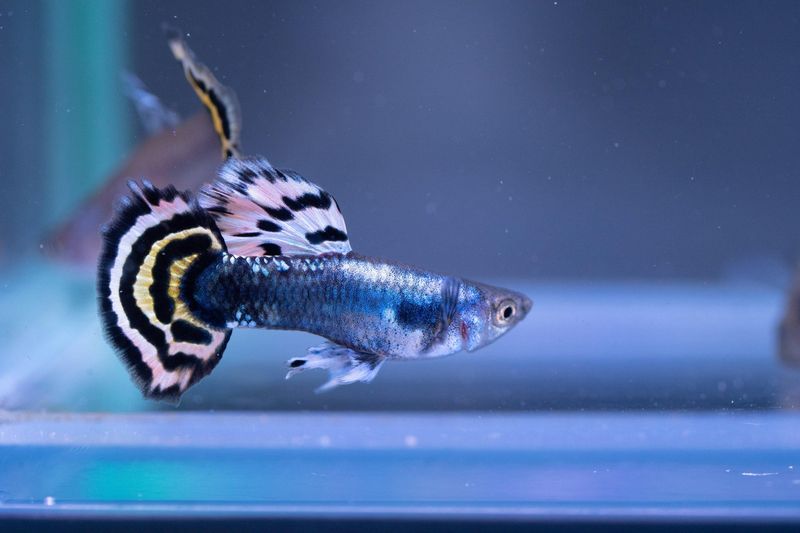 Halfmoon Tail Guppy