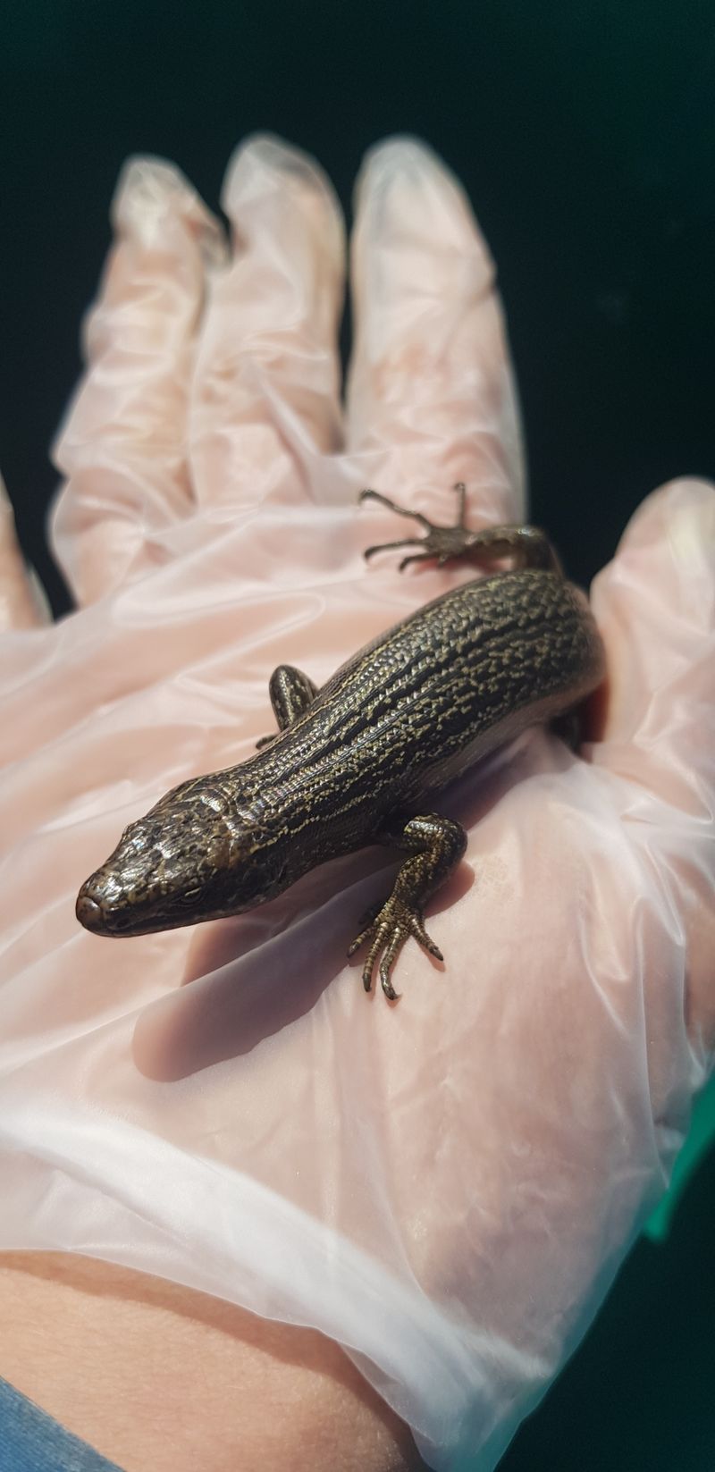 Pedra Branca Coolskink